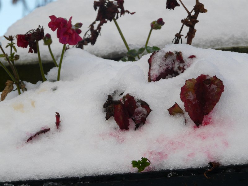P1180287.JPG - Flowers dye the snows - Alastair Seagroatt