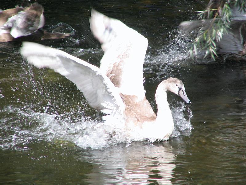 Swans on the Tyne.jpg