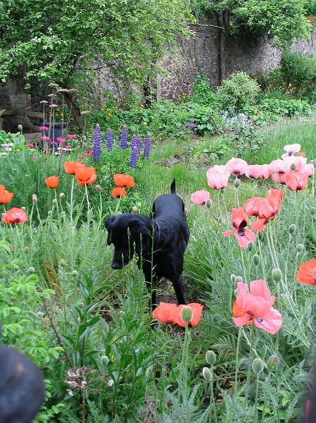 A local garden.JPG