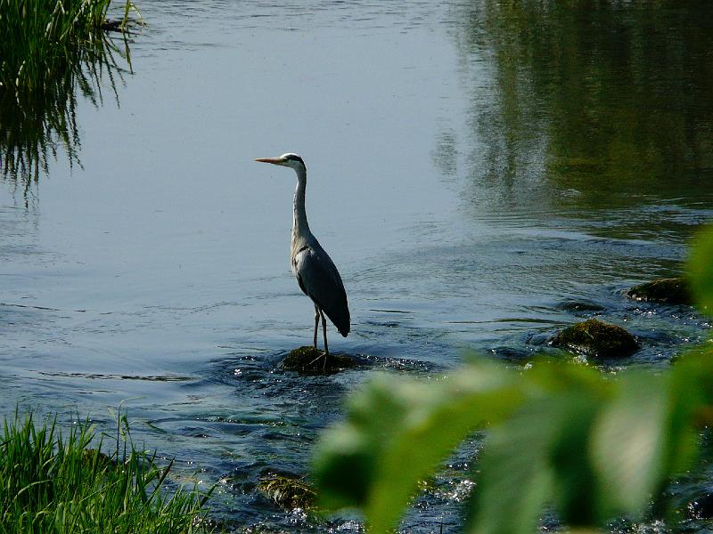 Heron on the Tyne.JPG